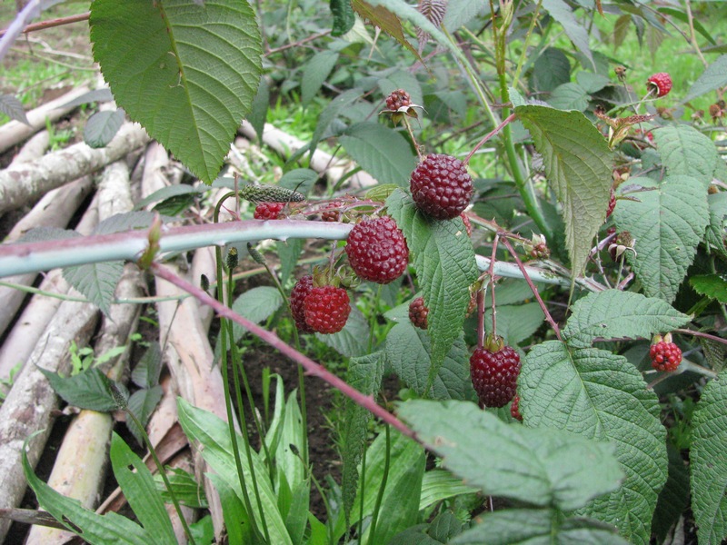 Organic Blackberry Farm